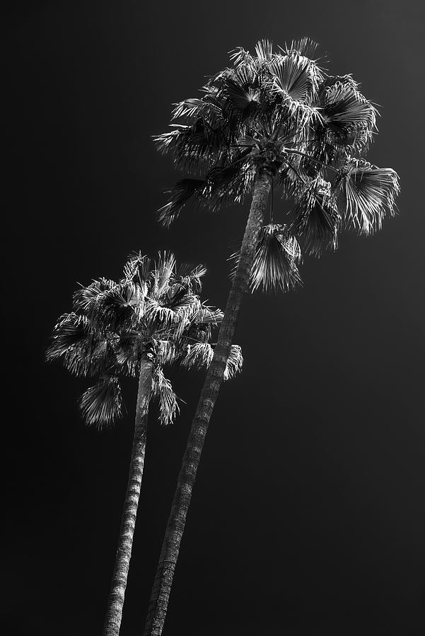 Black California Series - L.A Palm Trees Photograph by Philippe HUGONNARD