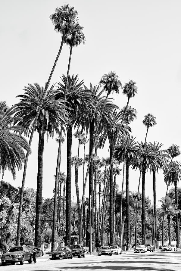 Black California Series - L.As Palm Trees Photograph by Philippe HUGONNARD