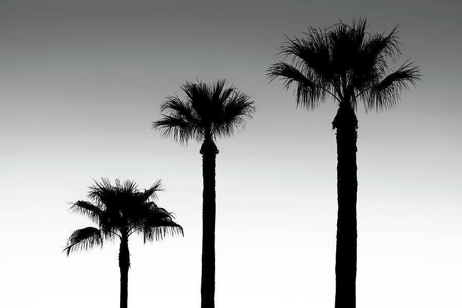 Black California Series - Palm Family Photograph by Philippe HUGONNARD