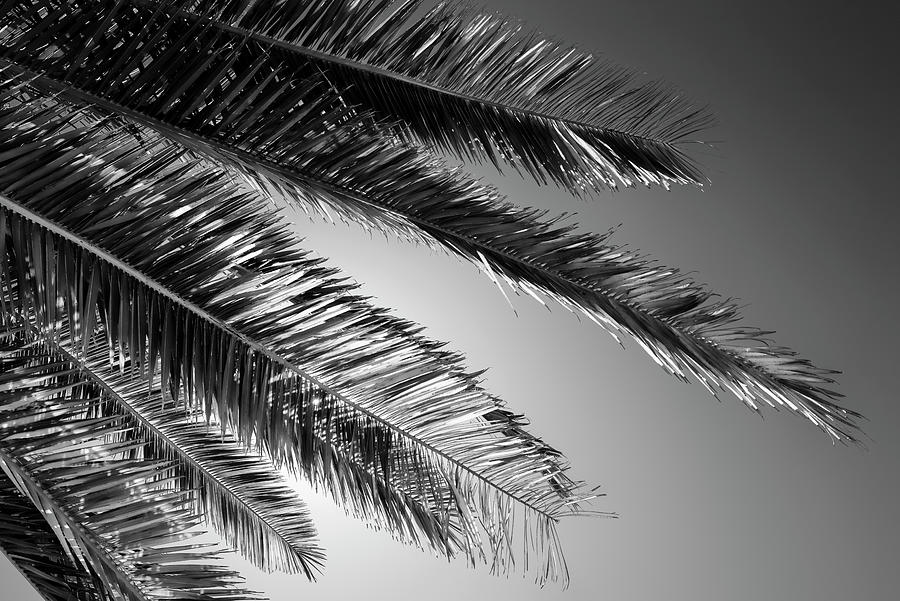 Black California Series - Palm Photograph by Philippe HUGONNARD
