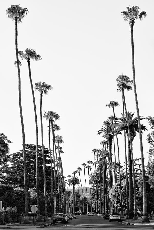 Black California Series - Palm Tree-Lined Street in Beverly Hills Photograph by Philippe HUGONNARD