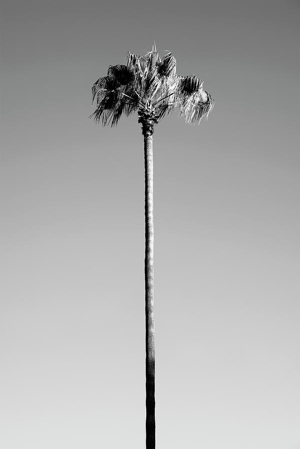  Black California Series - Palm Tree Photograph by Philippe HUGONNARD