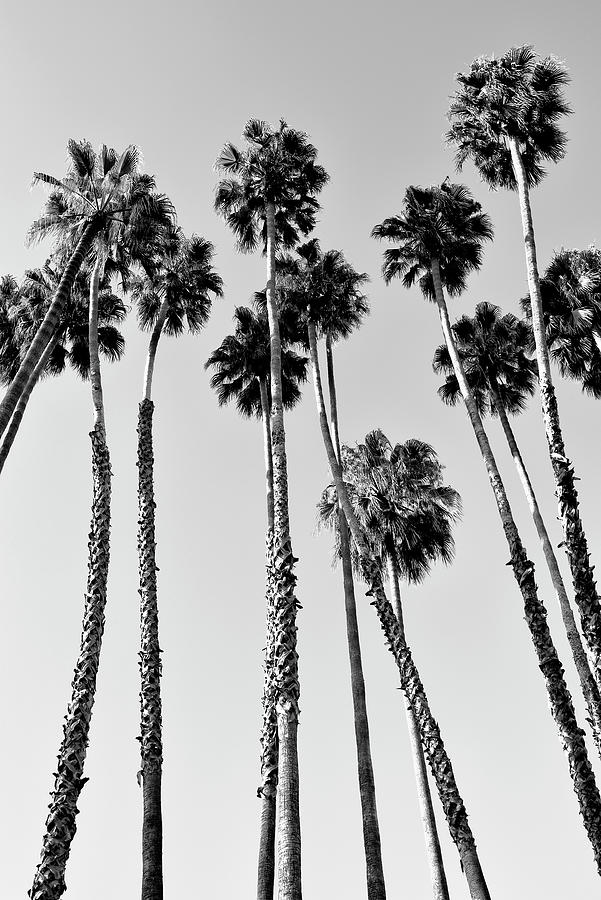 Black California Series - Palm Trees Beverly Hills Photograph by Philippe HUGONNARD