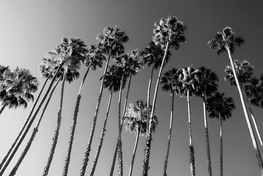 Black California Series - Palm Trees Family Photograph by Philippe HUGONNARD