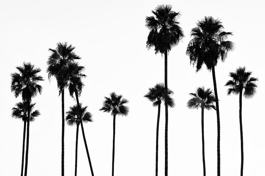 Black California Series - Palm Trees L.A Photograph by Philippe HUGONNARD