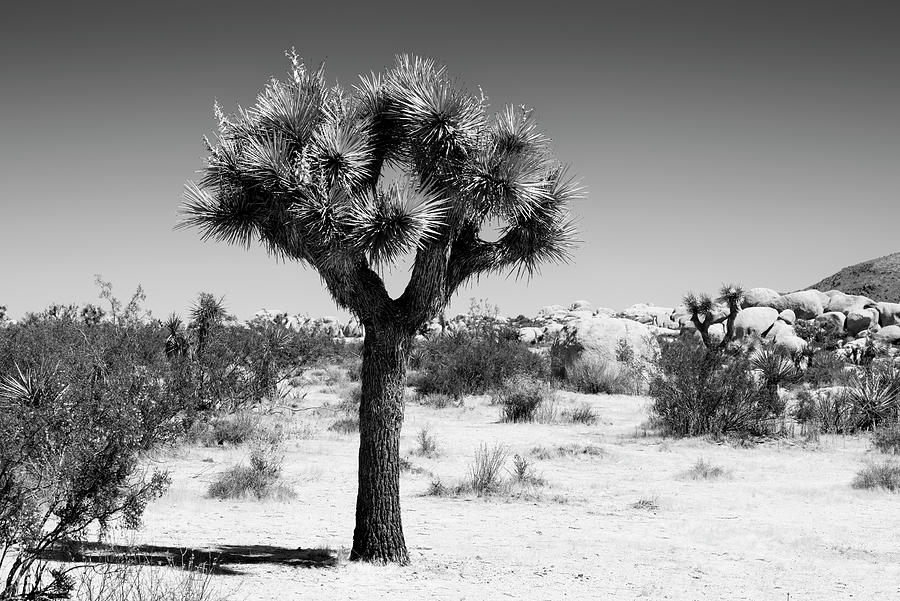 Black California Series - The Joshua Tree Photograph by Philippe HUGONNARD