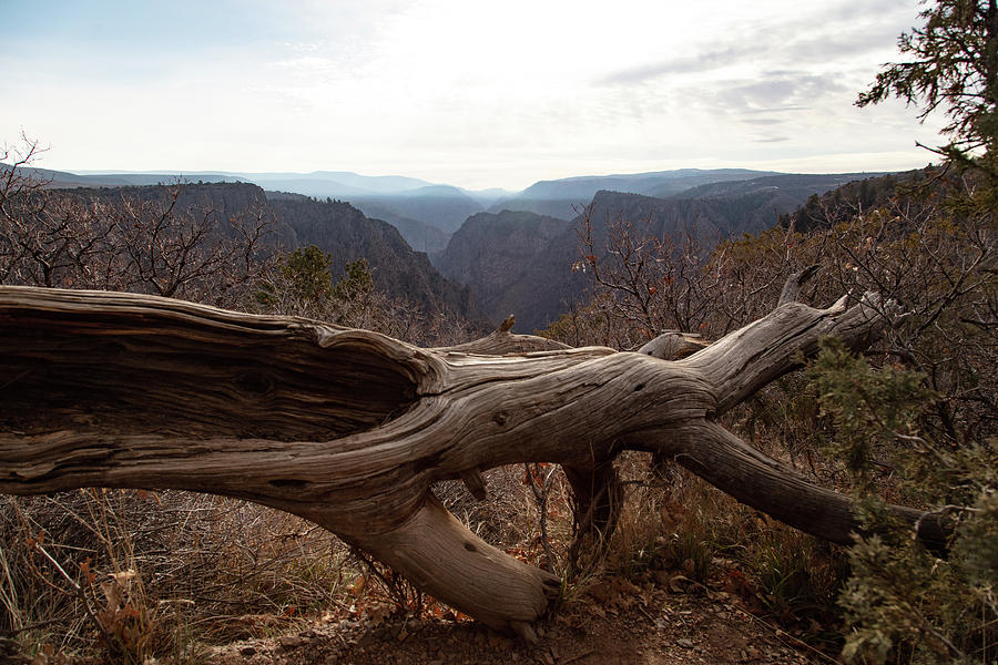 Black Canyon at Gunnison National Park in Colorado Photograph by Eldon McGraw