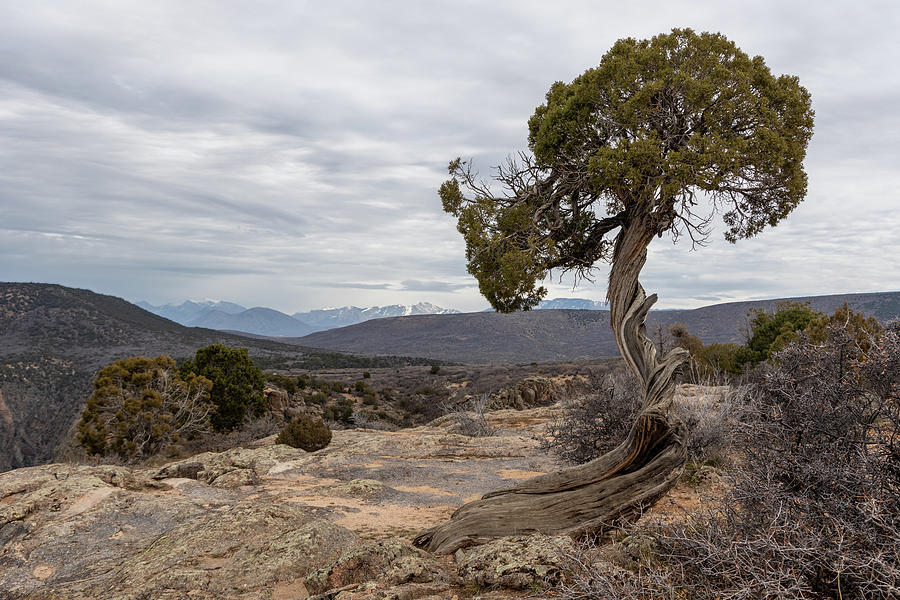 Black Canyon The Gunnison National Park Tree Wit A View Photograph