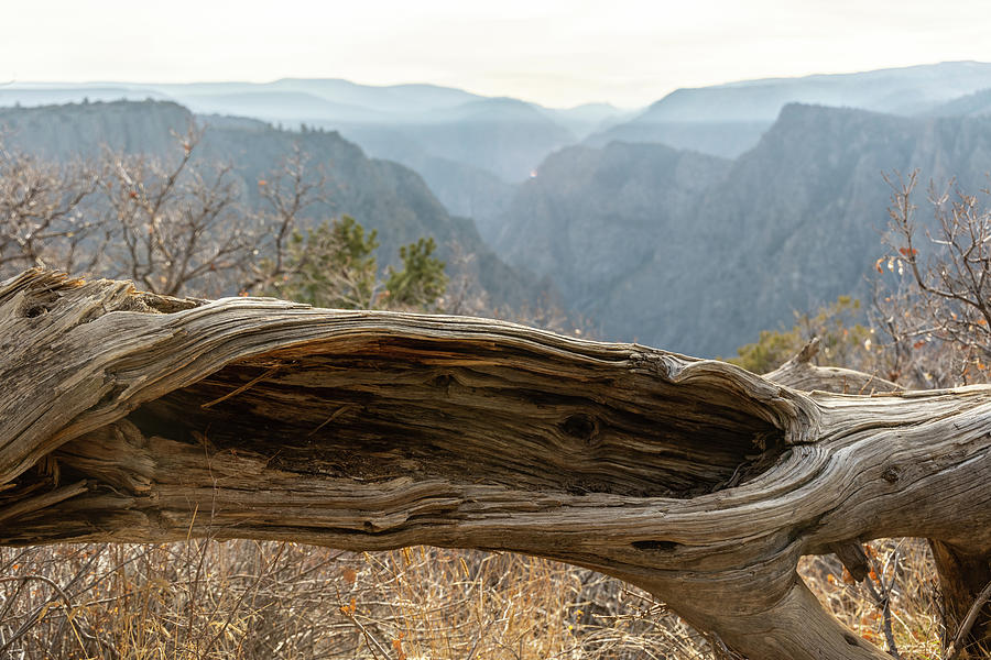 Black Canyon the Gunnison National Park with log Photograph by John McGraw