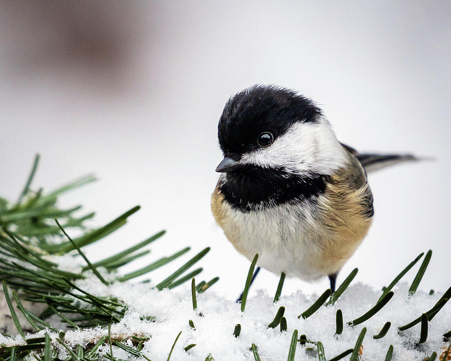 Black capped chickaddee on Snow Covered Spruce branch Photograph by John Rowe