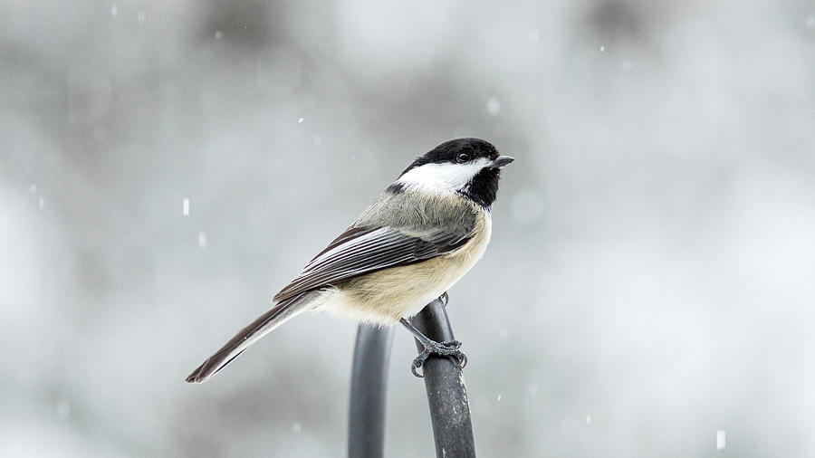 Black-Capped Chickadee 2 Photograph by Amelia Pearn