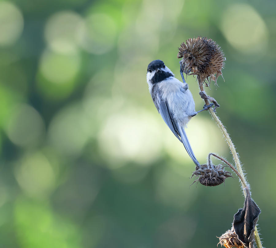 Black-capped Chickadee 2021-1 Photograph by Thomas Young