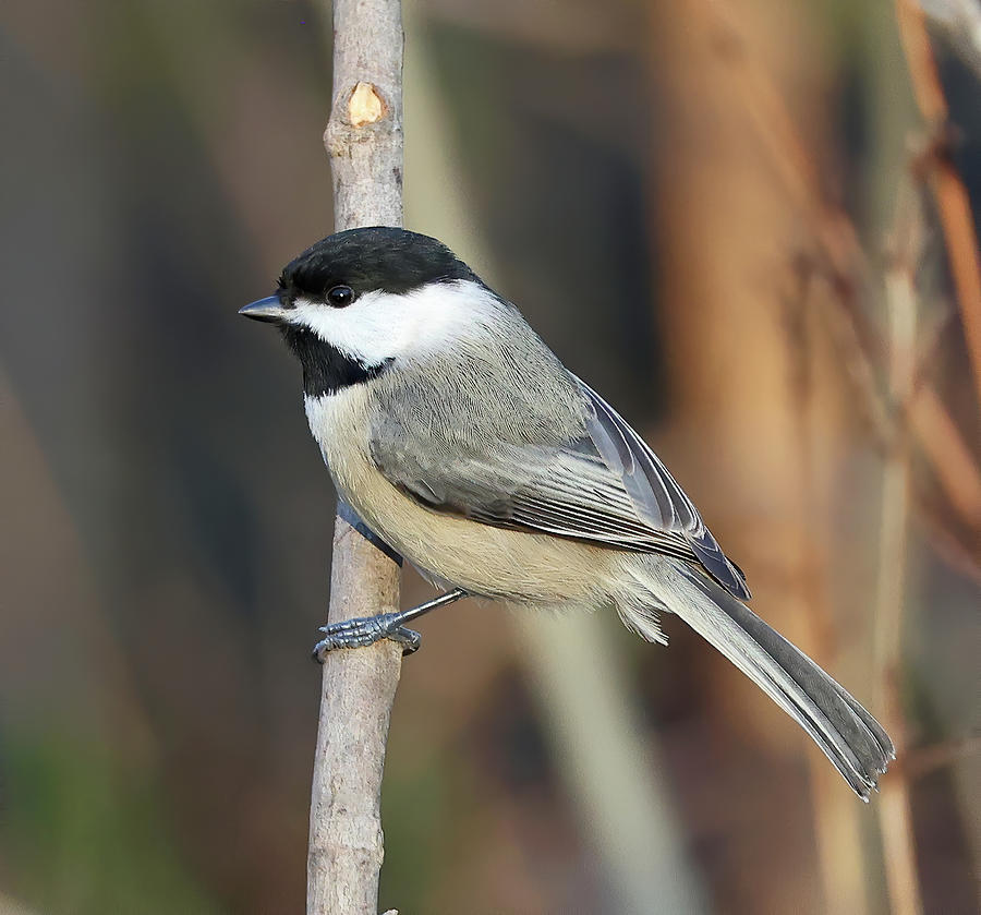 Black Capped Chickadee 912, Indiana Photograph By Steve Gass - Fine Art 