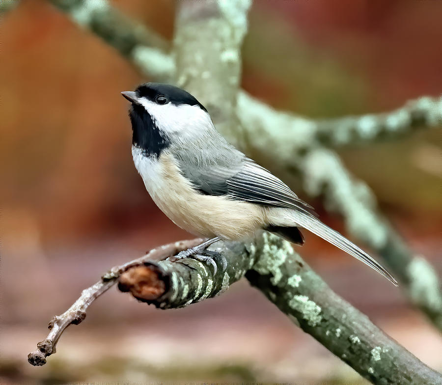 Black Capped Chickadee 976, Indiana Photograph by Steve Gass - Fine Art ...