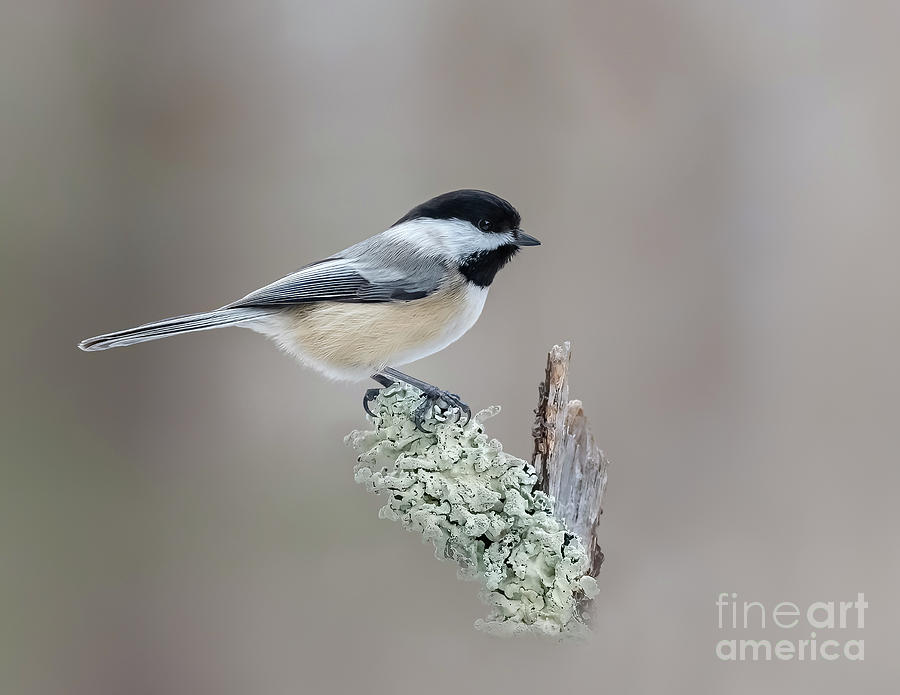 Black-capped Chickadee Photograph by Alan Schroeder