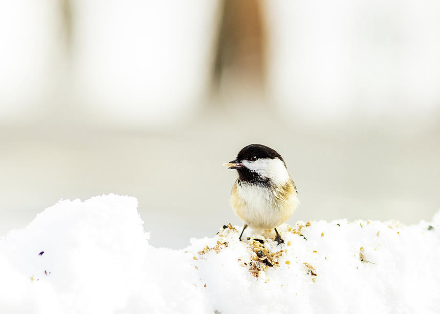 Black-Capped Chickadee Photograph by Amelia Pearn