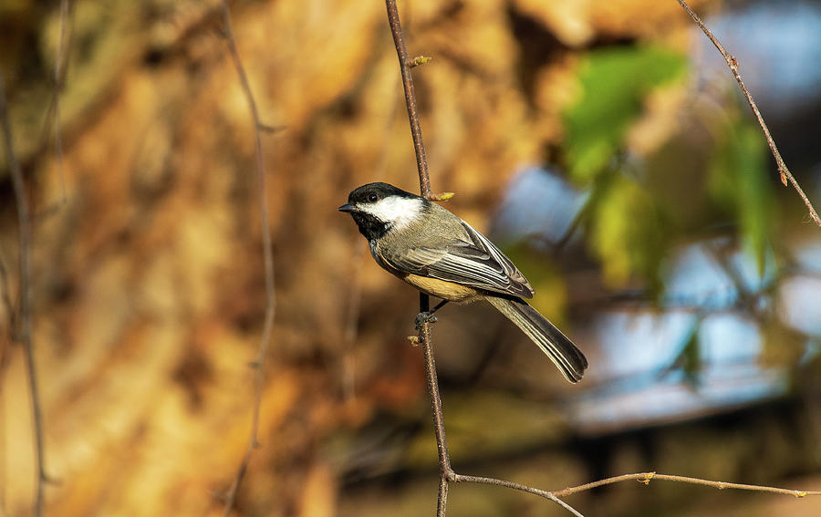 Black-Capped Chickadee Among Branches #1 Photograph by William Gibbins ...