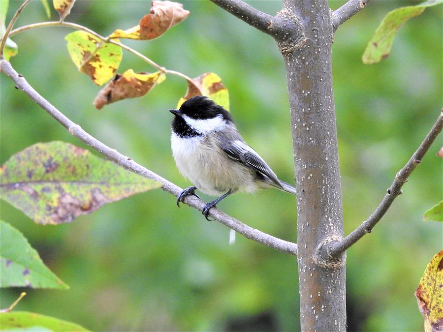 Black capped chickadee Photograph by Betty-Anne McDonald