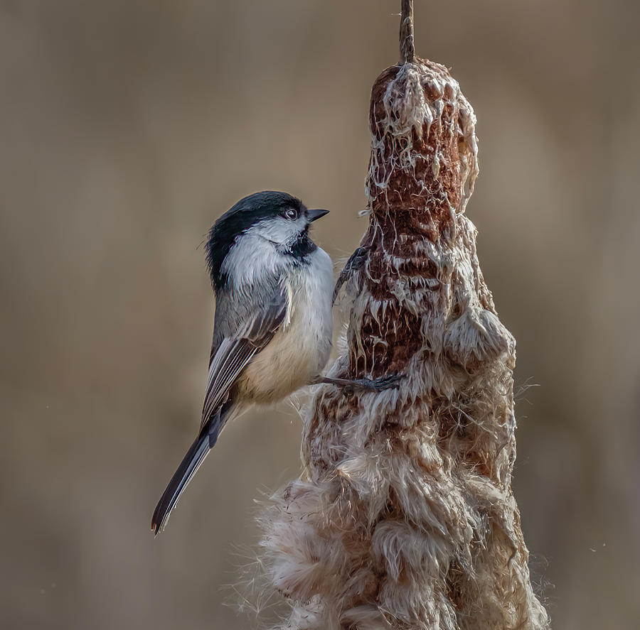 Black-capped Chickadee Photograph by Bill Ray