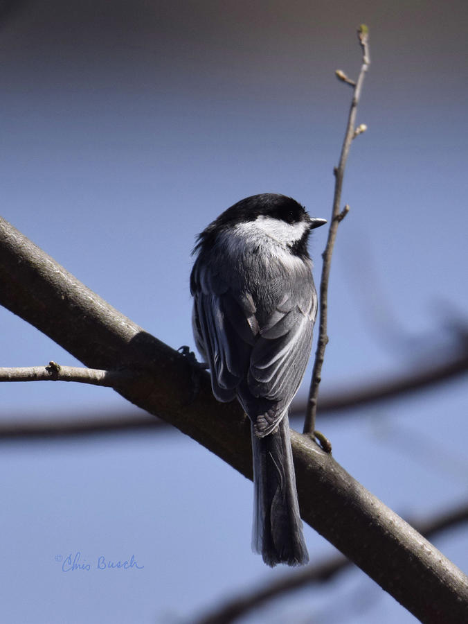 Black Capped Chickadee Photograph by Chris Busch