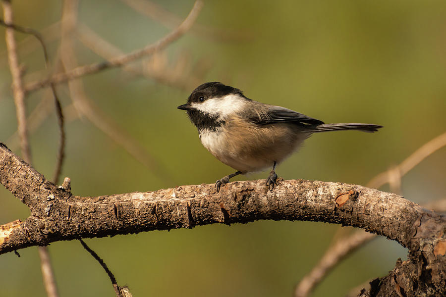 Black-capped Chickadee Photograph by Constance Puttkemery