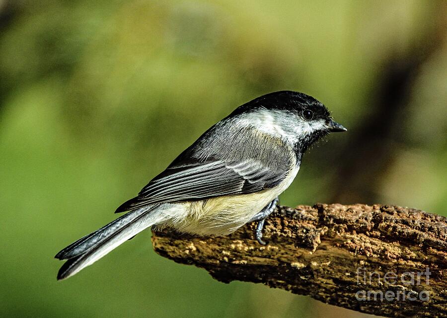 Black-capped Chickadee Deep In Thought Photograph