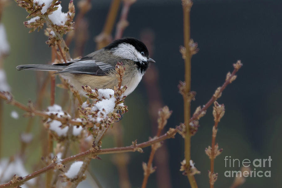 Black-capped Chickadee in a Cherry Tree Photograph by Nancy Gleason