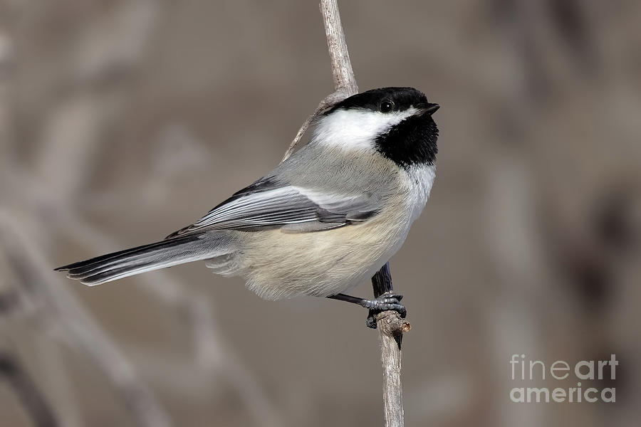 Black Capped Chickadee in February in Minnesota Photograph by Natural Focal Point Photography