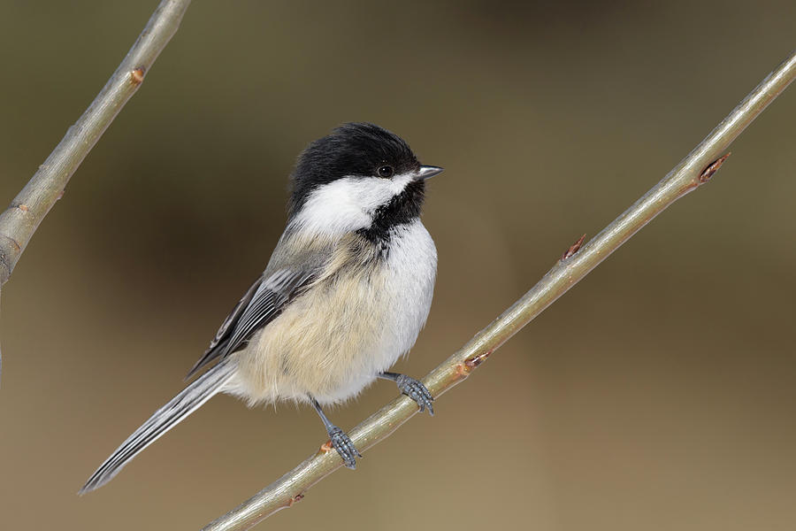 Chickadee Photograph - Black-capped Chickadee in small tree by Jan Luit