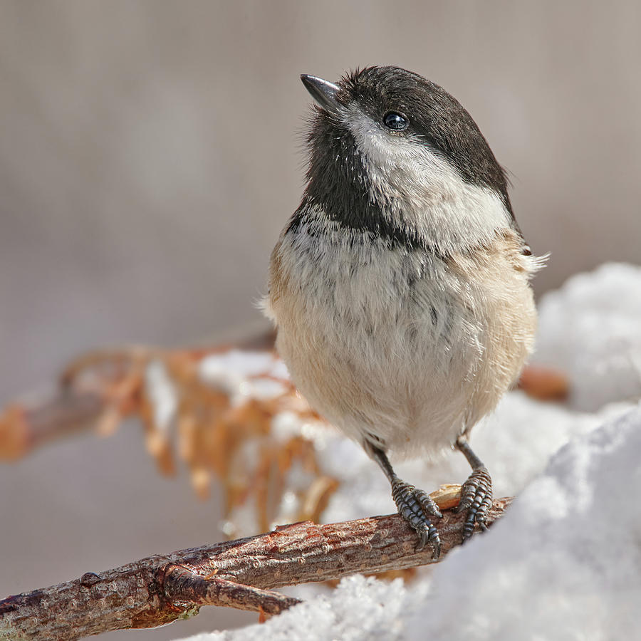 Black Capped Chickadee in Winter Photograph by Jim Hughes