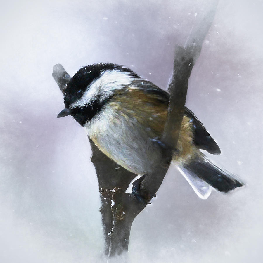 Black-capped Chickadee in Winter  Photograph by Mary Lynn Giacomini