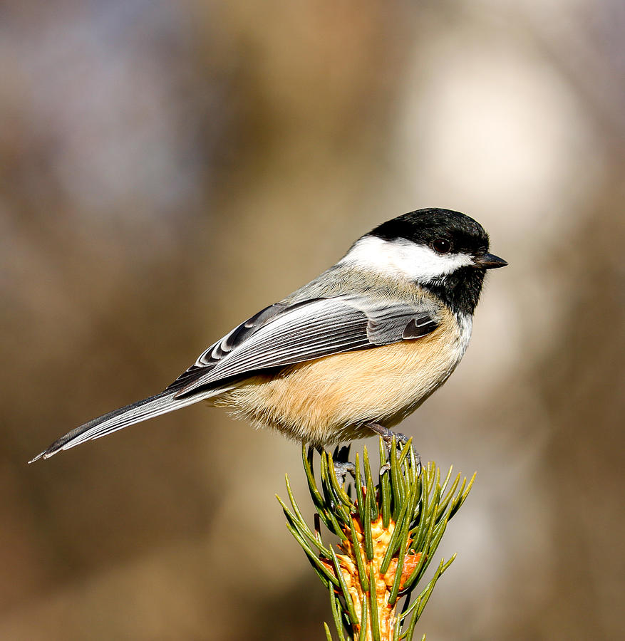 Black-capped Chickadee Photograph by Laura Ganz - Fine Art America