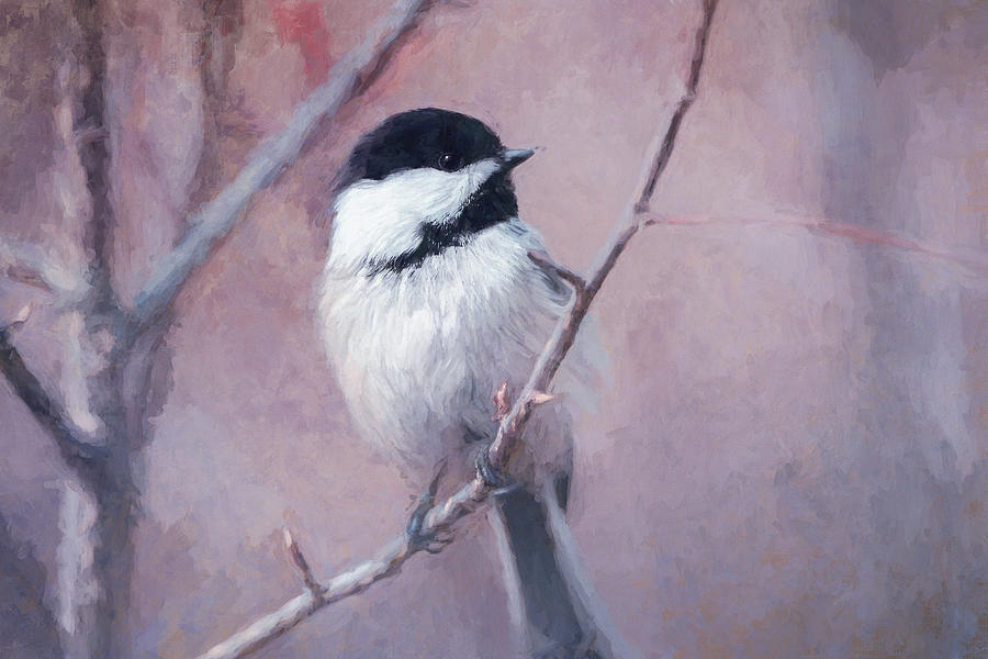 Black Capped Chickadee Photograph by Maria Angelica Maira