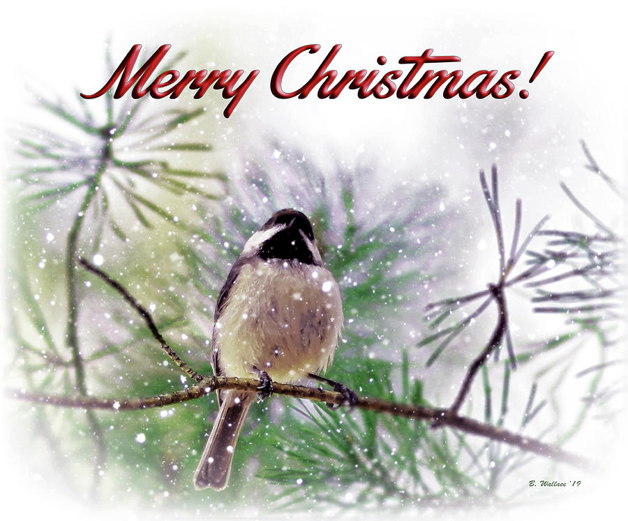 Chickadee Digital Art - Black-Capped Chickadee Merry Christmas by Brian Wallace