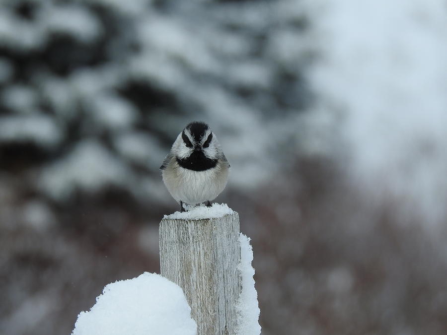 Black Capped Chickadee Photograph by Nicola Finch