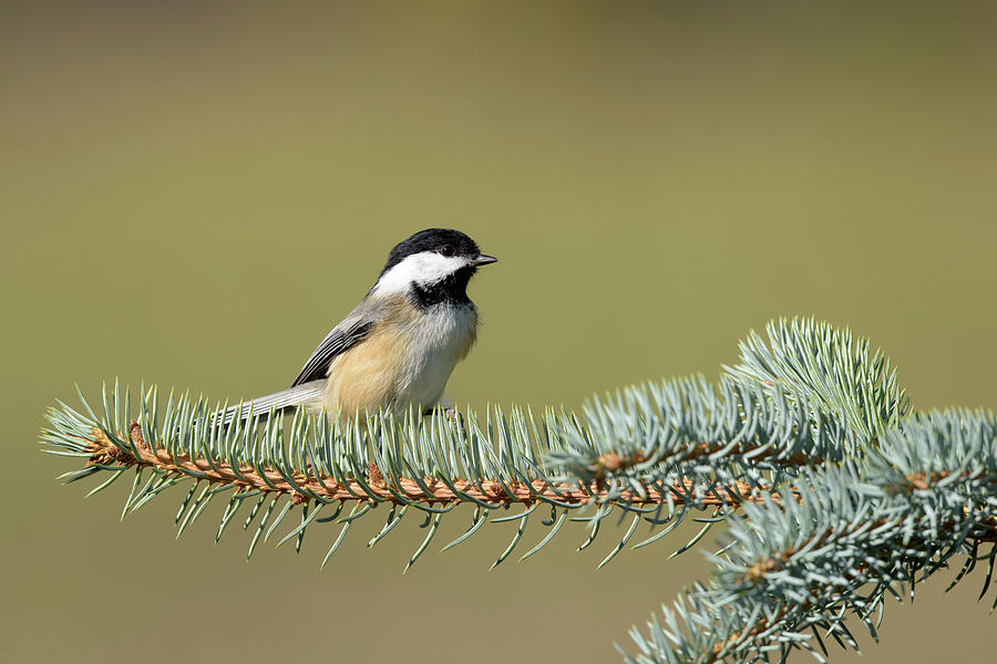 Black-capped Chickadee on a spruce branch. Photograph by Jan Luit
