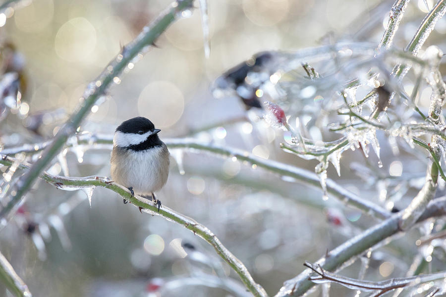 Black-capped Chickadee on Frozen Rose Bush Photograph by Michael Russell