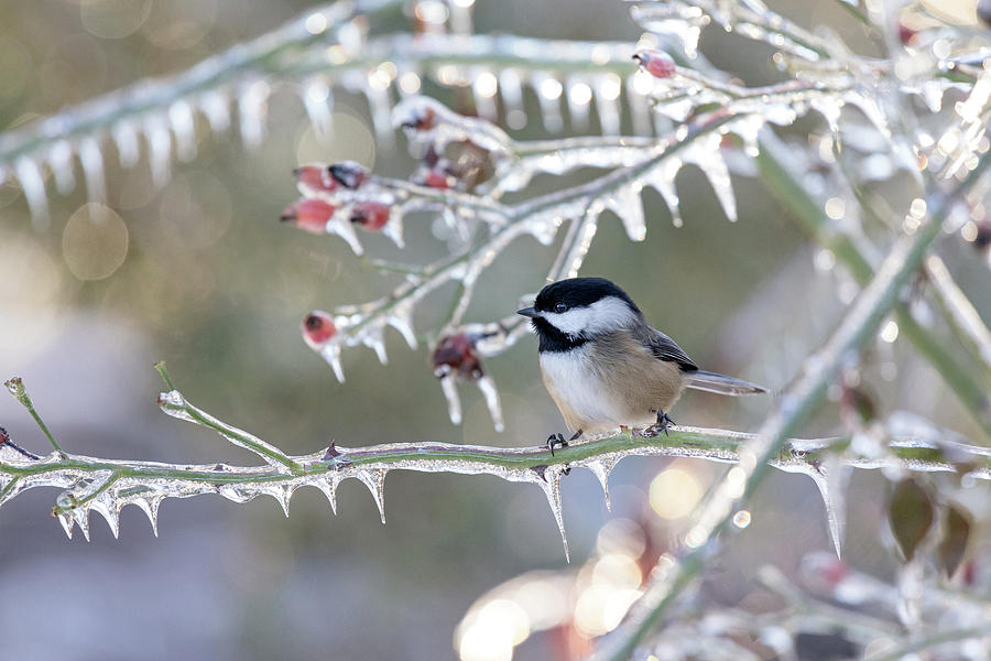 Black-capped Chickadee on Ice Photograph by Michael Russell