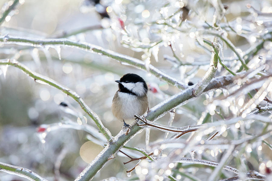 Black-capped Chickadee on Icy Rose Bushes Photograph by Michael Russell