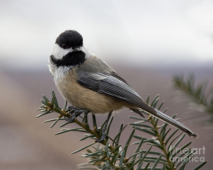 Black Capped Chickadee on Juniper Branch Photograph by Barbara McMahon