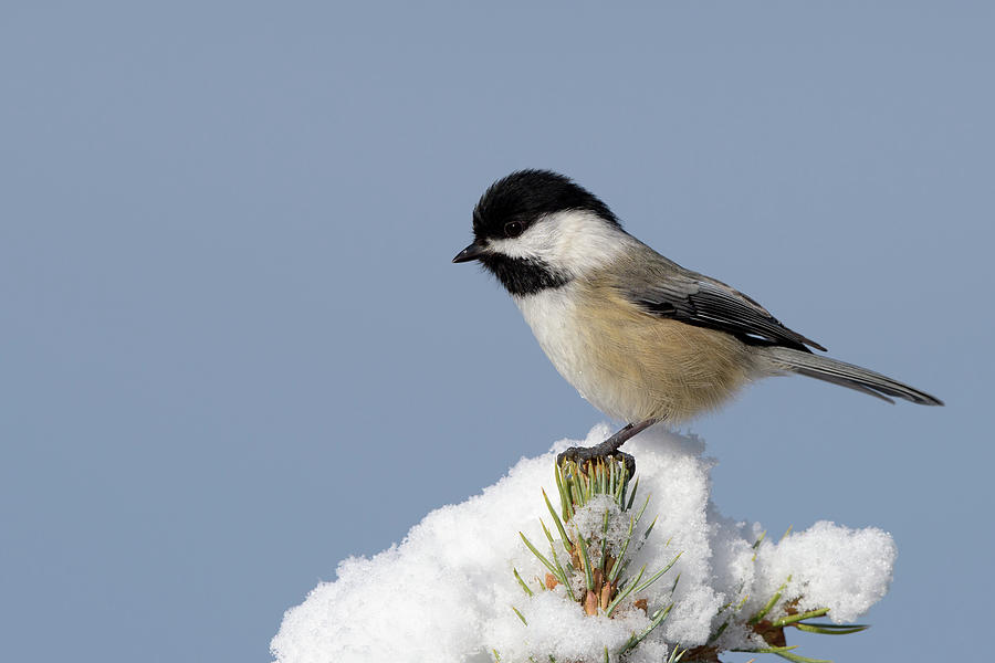 Black-capped Chickadee on snow Photograph by Jan Luit