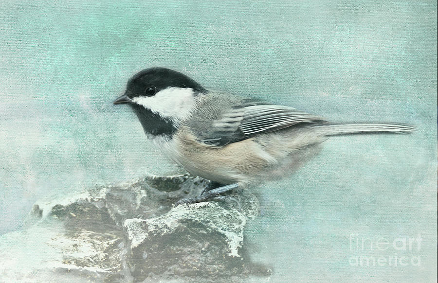 Black-capped Chickadee Photograph by Pam  Holdsworth