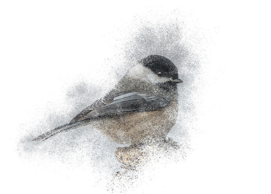 Black-Capped Chickadee Perch Mixed Media by Patti Deters