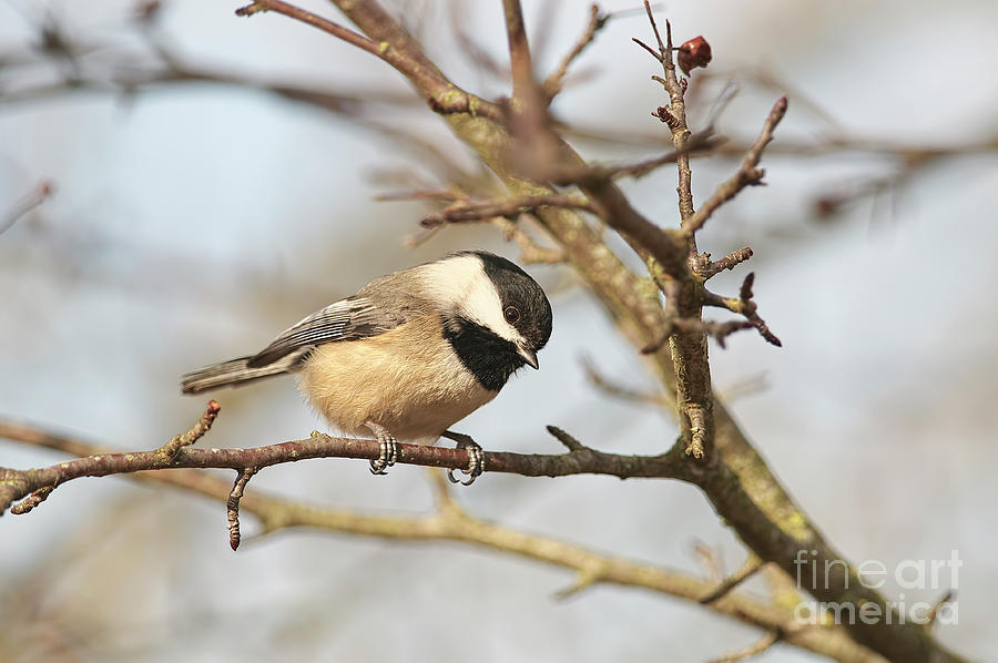 Black-capped Chickadee - Poecile atricapillus Photograph by Sharon Talson