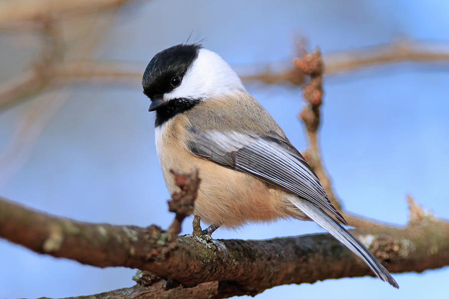  Black-capped Chickadee Photograph by Shixing Wen