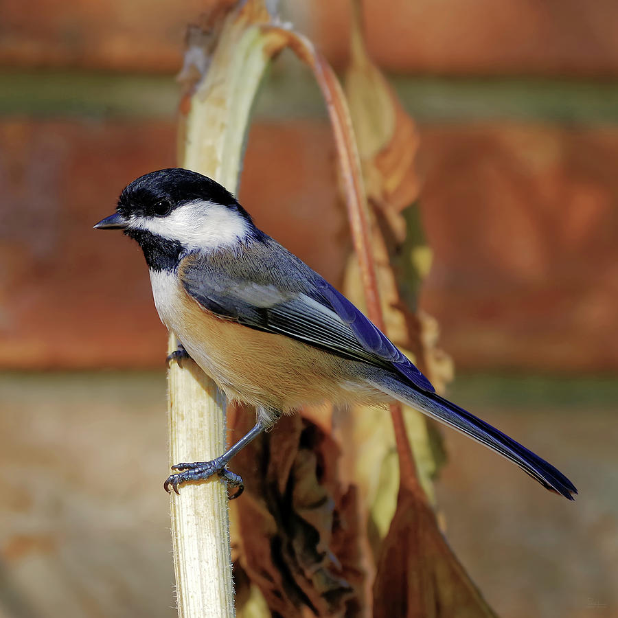 Black capped chickadee showing off its foliage on a sunflower stem Photograph by Peter Herman