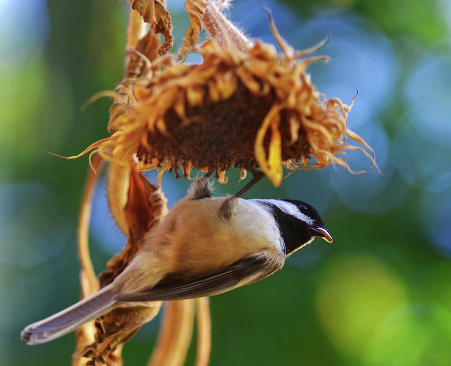 Black Capped Chickadee snatches a Sunflower Seed Photograph by Peter Herman