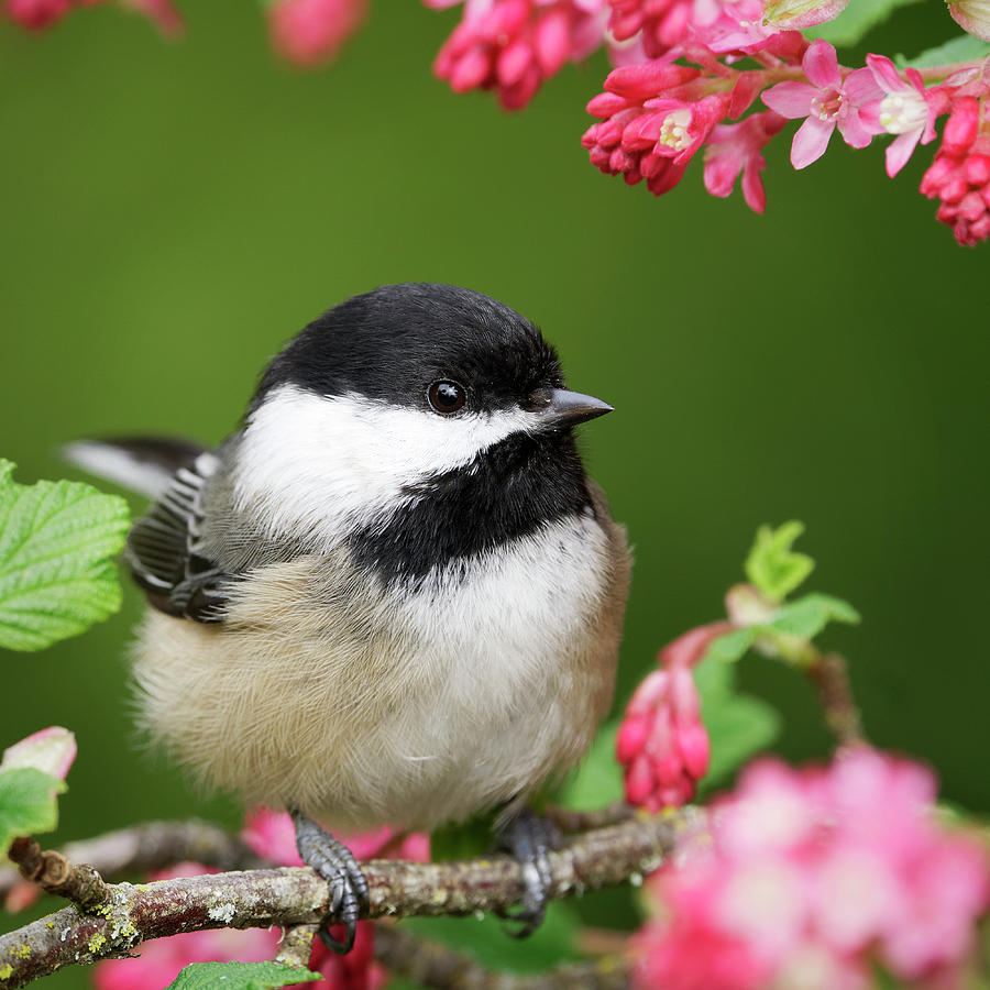 Black-Capped Chickadee - Spring Photograph by Brad Mitchell | Pixels