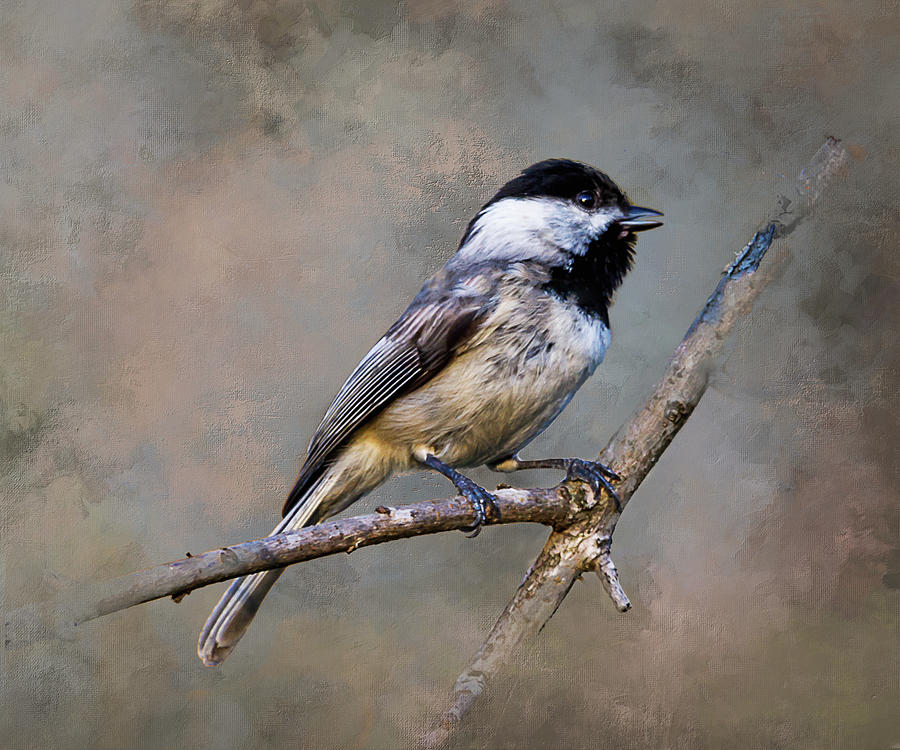 Black-capped Chickadee two Mixed Media by Ken Frischkorn