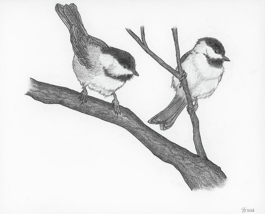 Black-capped Chickadees Drawing by The Wild-Eyed World - Fine Art America